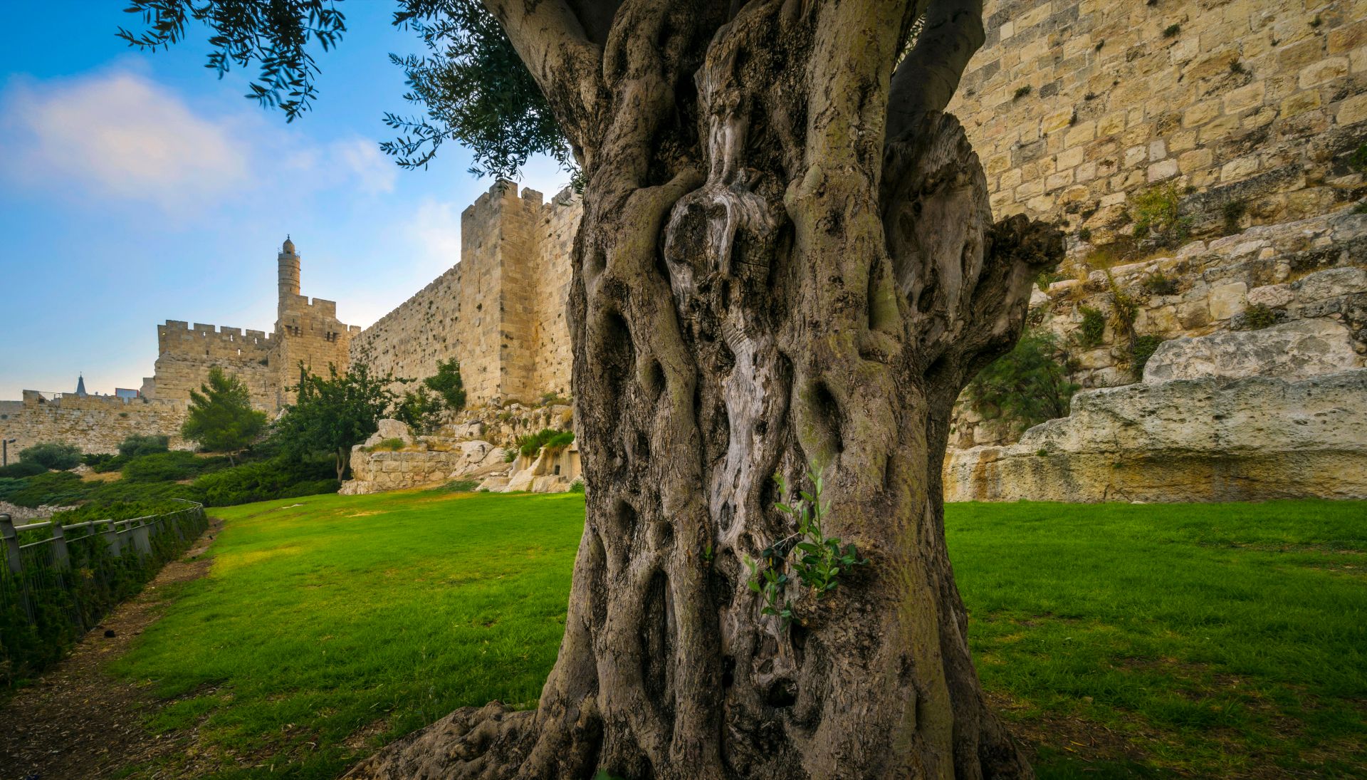 ISRAEL The,Trunk,Of,An,Old,Olive,Tree,,With,A,Minaret