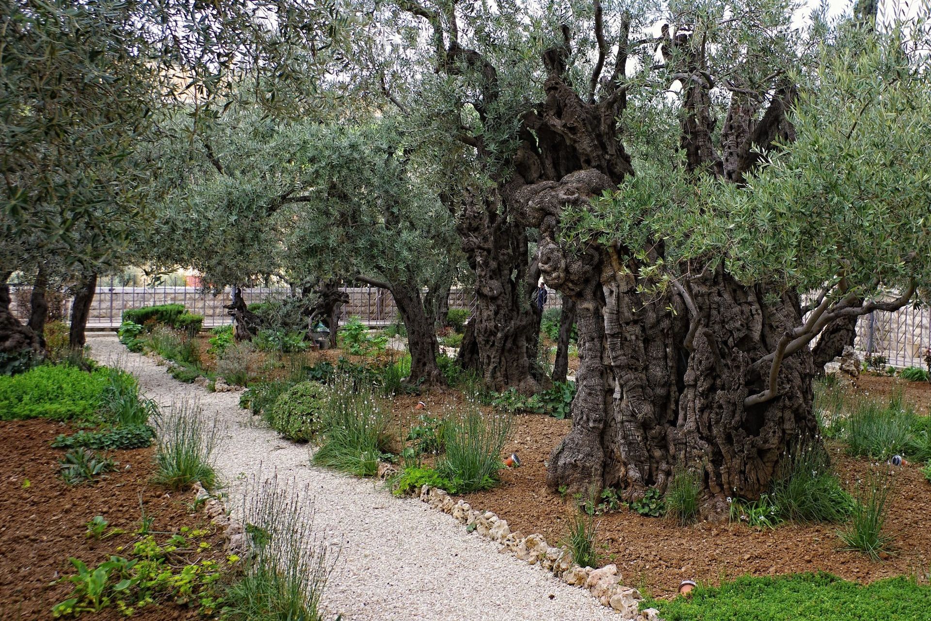 Gethsemane garden, Mount of Olives, Jerusalem ISRAEL