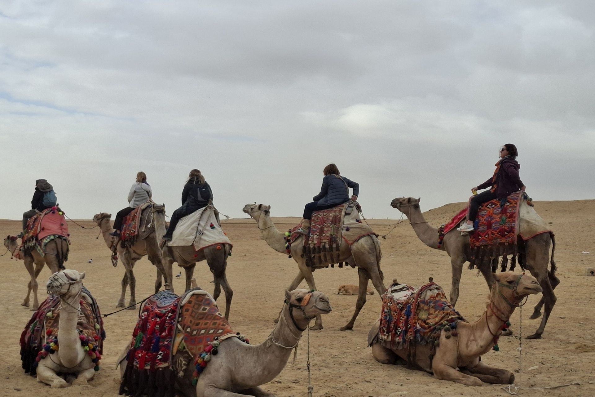 Camels Pyramids Egypt IMG_4345