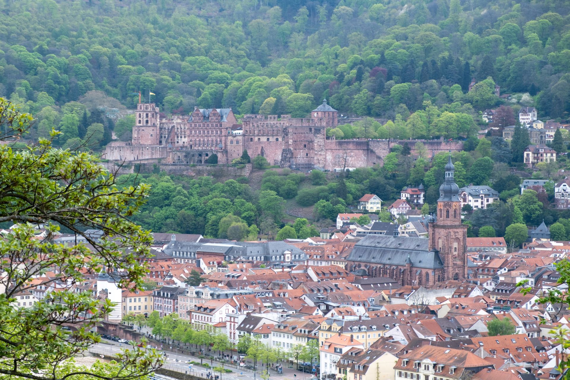 Germany, aerial view of Heidelberg traditional city and Schloss Heidelberg, palace castle on green hill.