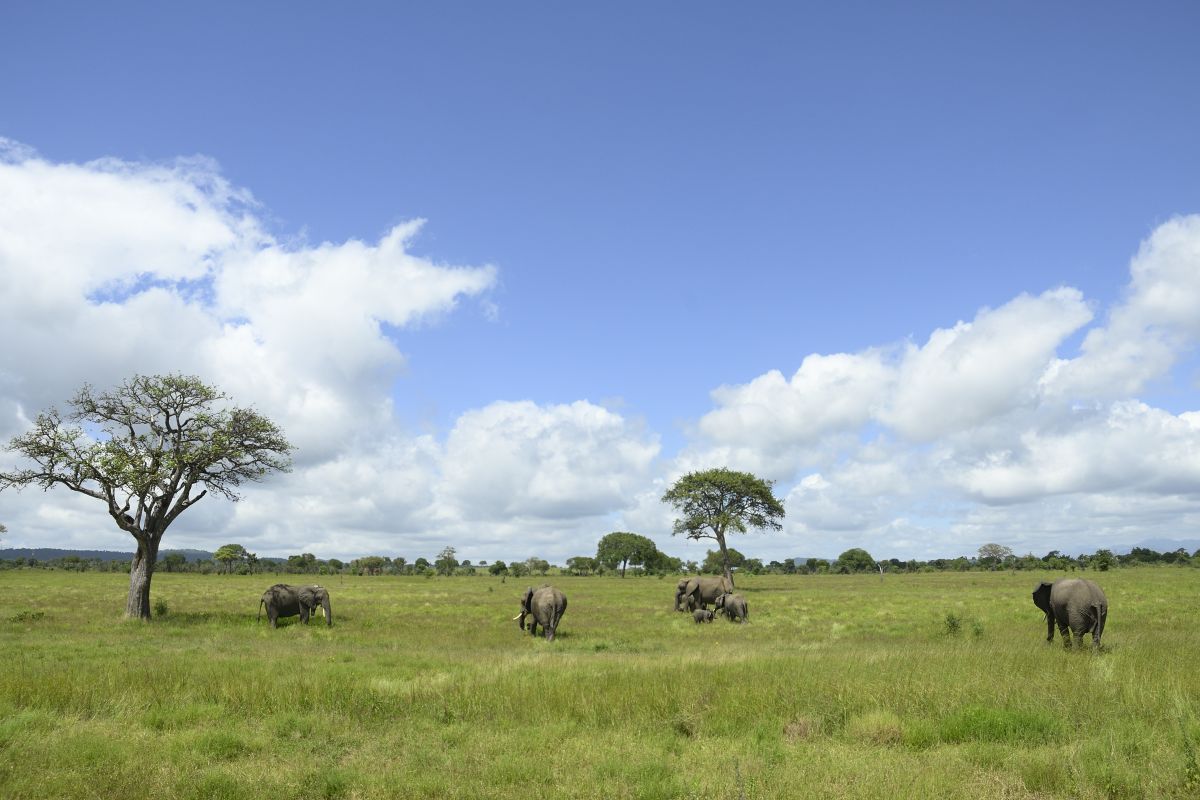 African elephant family roaming in green savanah