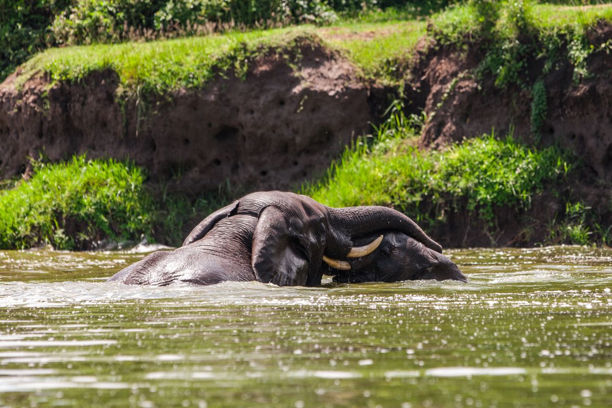 african-elephants-in-the-queen-elizabeth-national-2026-03-26-01-24-54-utc UGANDA