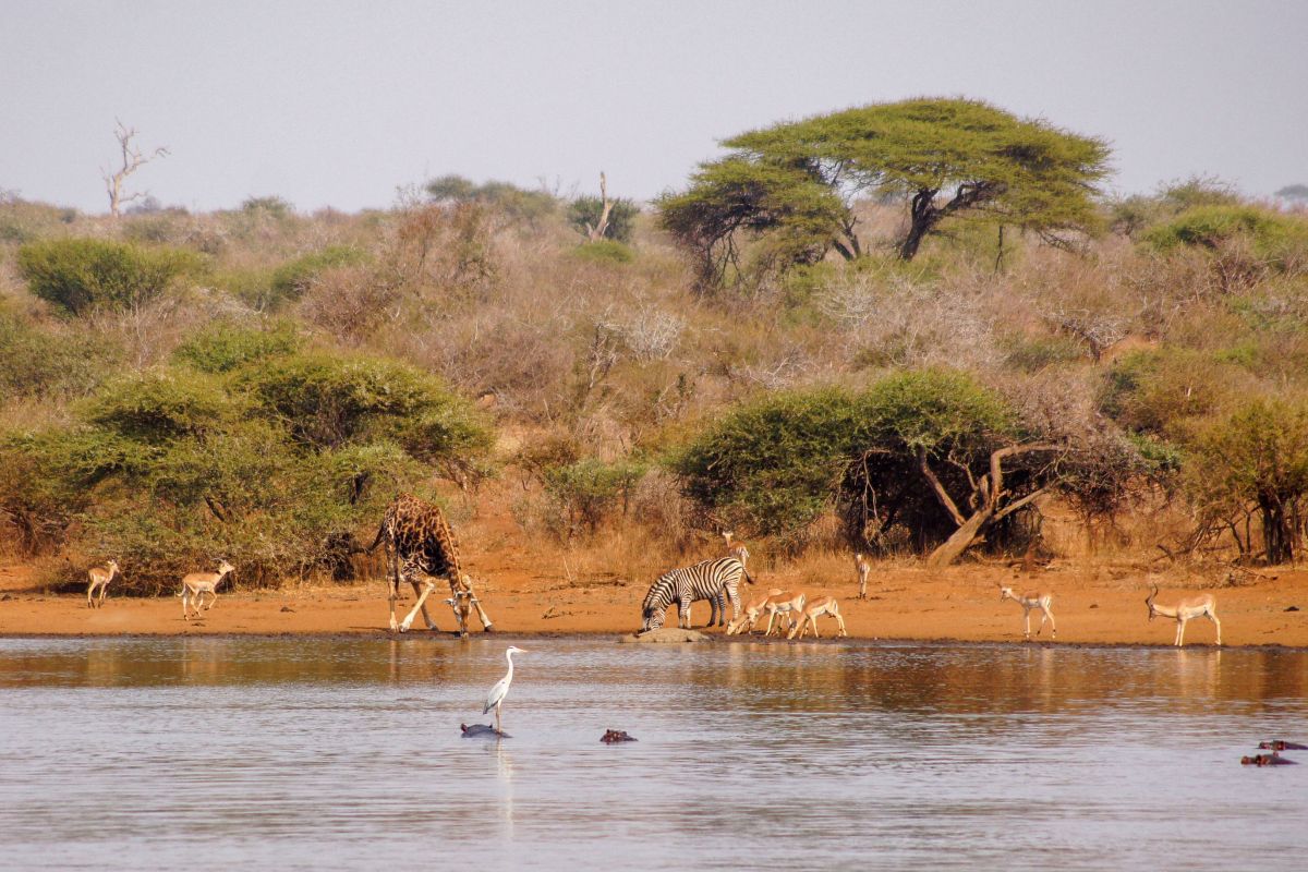 african-wildlife-drinks-from-a-body-of-water-2026-01-08-06-24-46-utc UGANDA