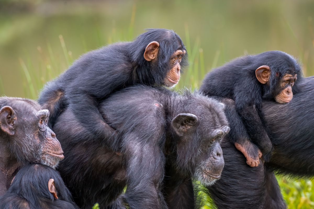Chimpanzee family bonding in the wild.