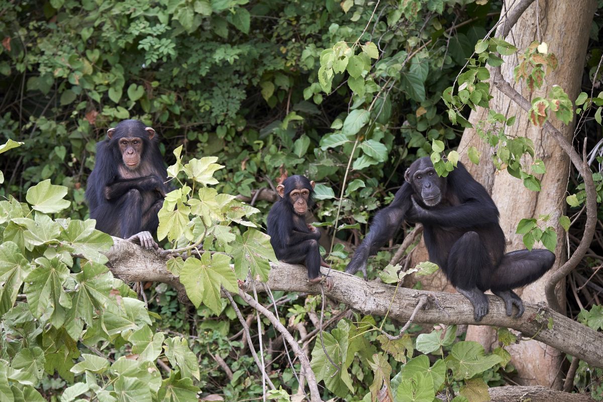 Chimpanzee (Pan troglodytes)