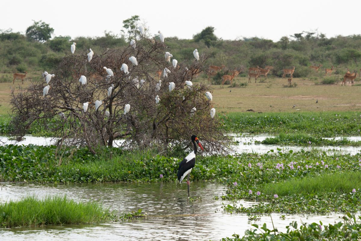 Closeup shot of a black bird in Murchison Falls National Park, Uganda