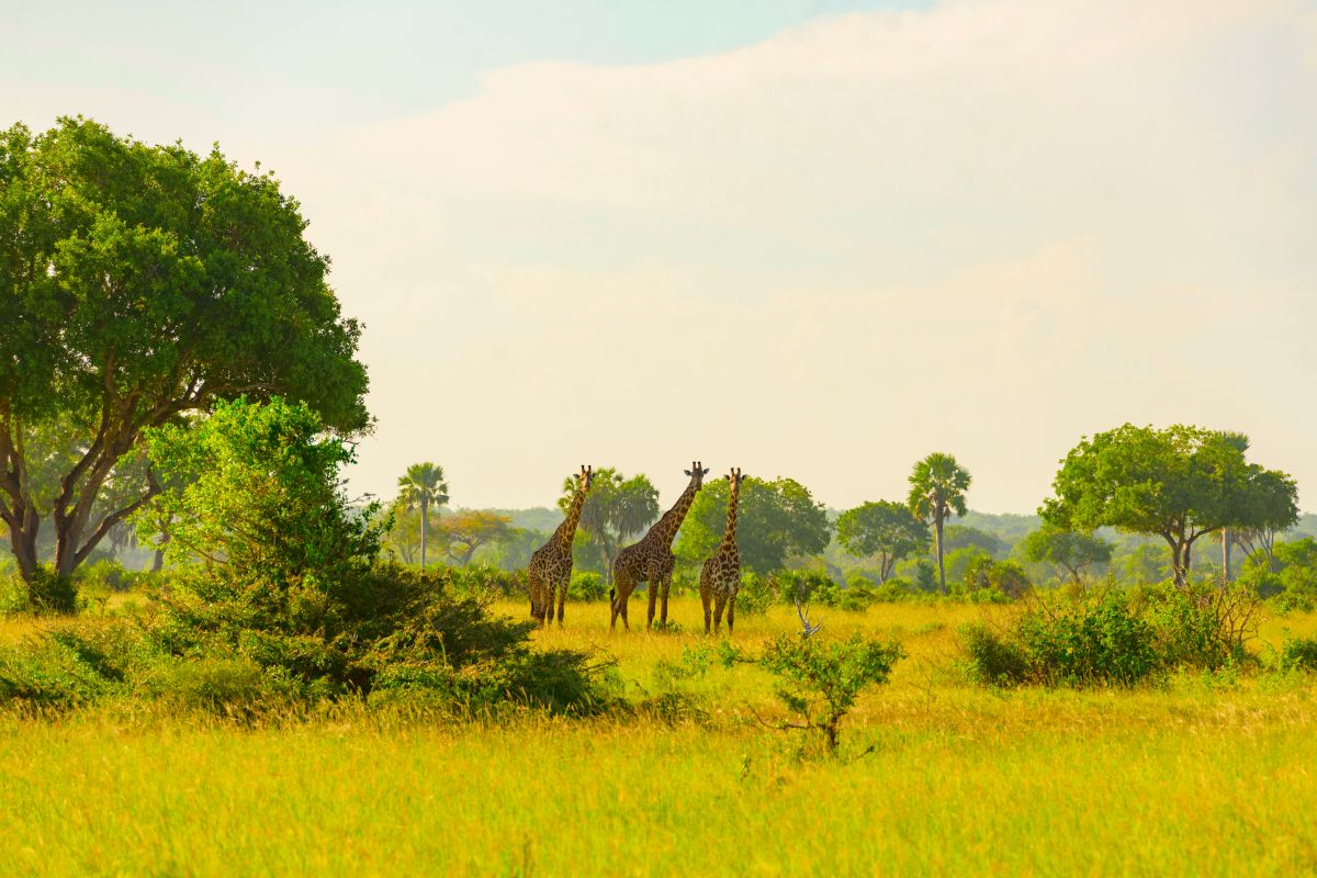 giraffes-in-safari-park-2026-03-19-08-12-30-utc UGANDA