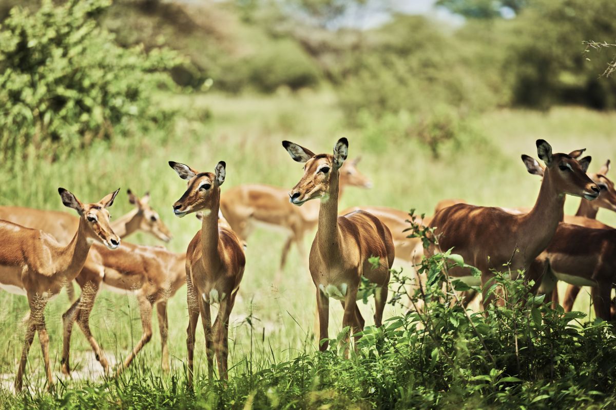 Group of antelopes in National Park of Tanzania