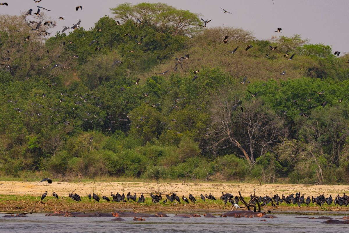 a large group of birds that are standing in the water
