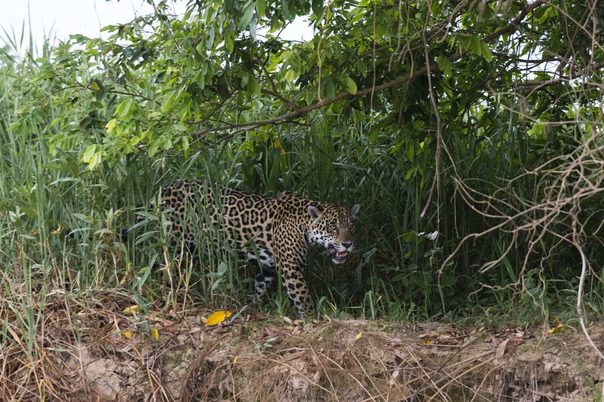 Jaguar (Panthera onca) prowling in wetland, Pantanal, Mato Grosso, Brazil