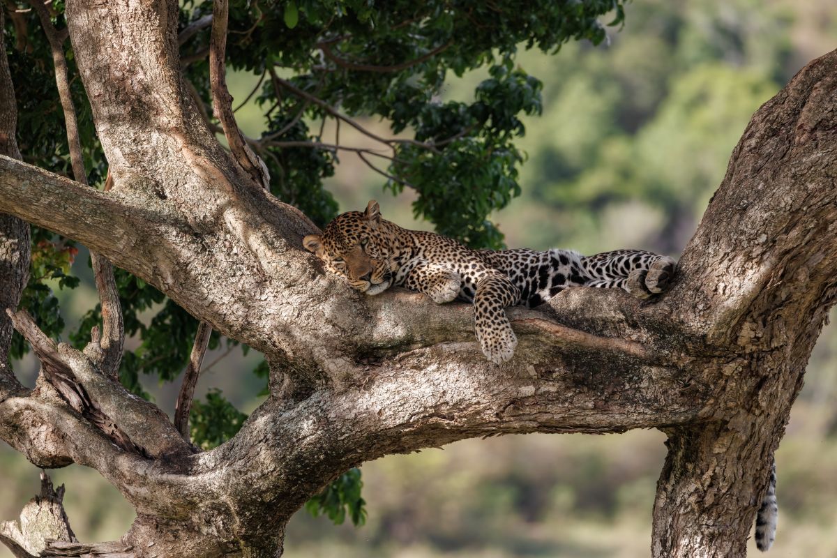 leopard-resting-comfortably-on-a-branch-in-nature-2026-01-09-00-45-16-utc UGANDA