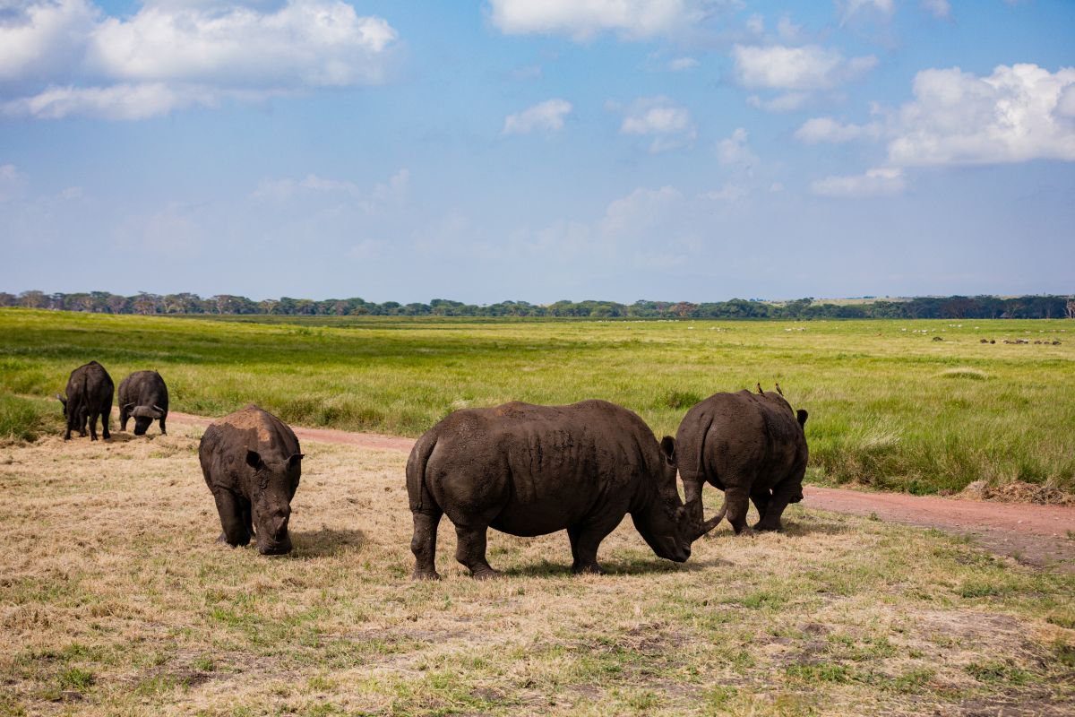 Rhinoceros White Rhino Wildlife Animals Wild Lewa Kenya Landscapes