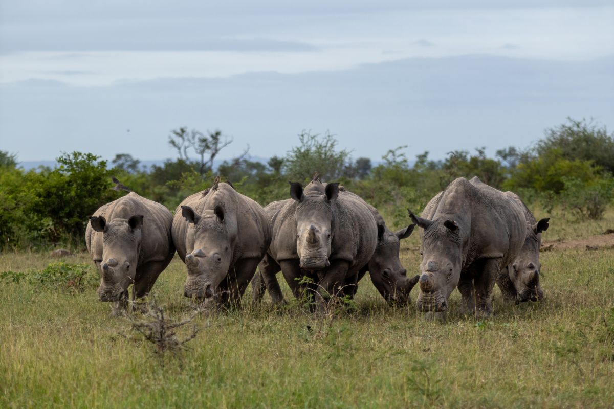 Londolozi Game Reserve,South Africa,Rhinoceros, Ceratotherium simum, Group. A crash of several rhinos grazing together in a grassy clearing.