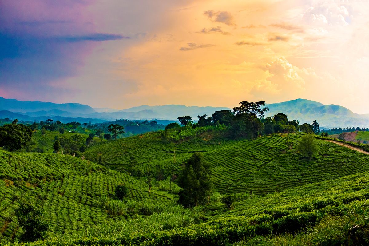 rolling-hills-of-uganda-and-rwanda-2026-03-09-22-09-49-utc UGANDA