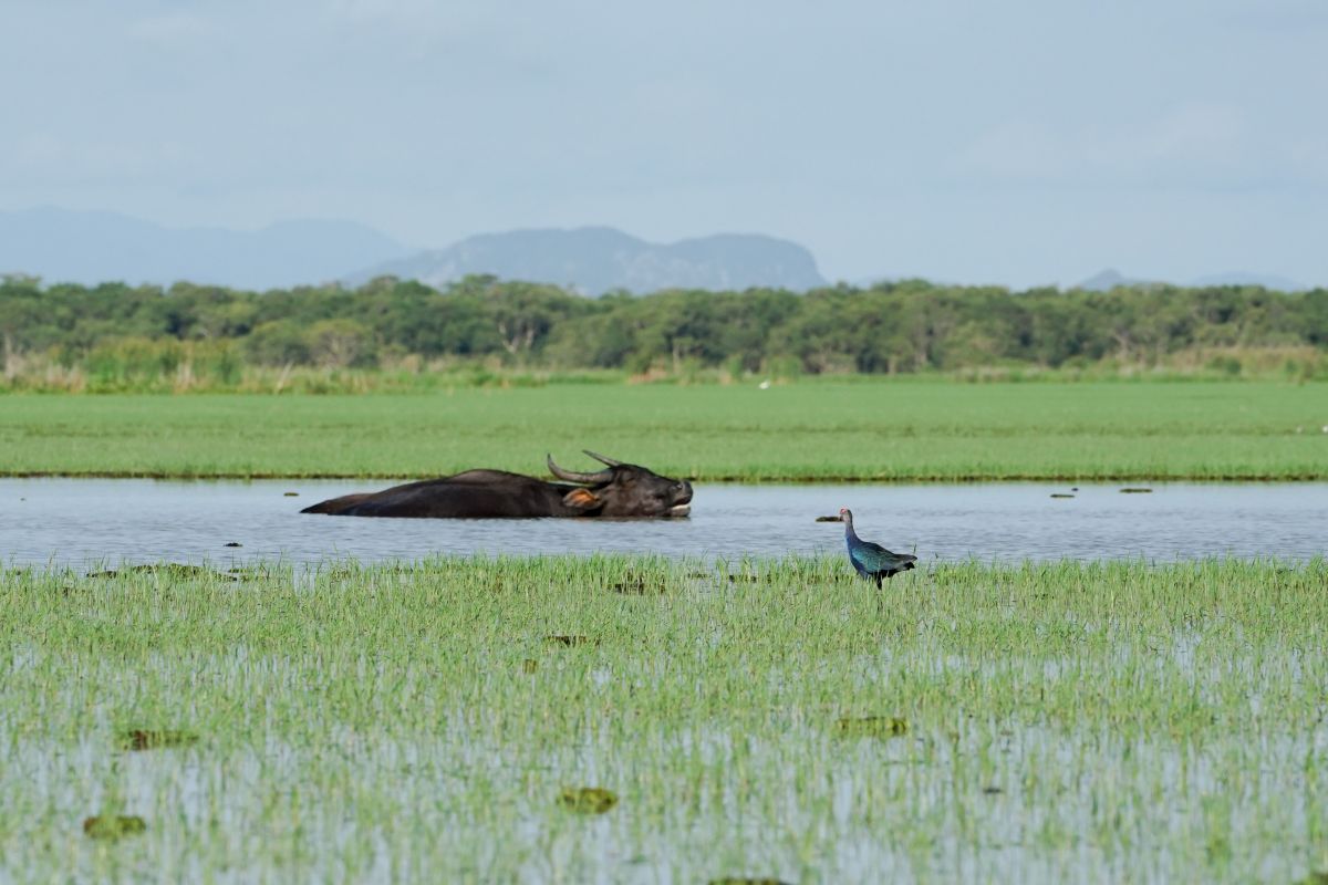 Selective focus on the bird stands in the rice farm with blurred