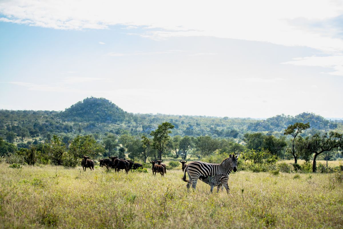 Londolozi Wildlife Reserve,South Africa,A female zebra and her baby nursing, Equus quagga, with Wildebest, Connochaetes , in the backround.